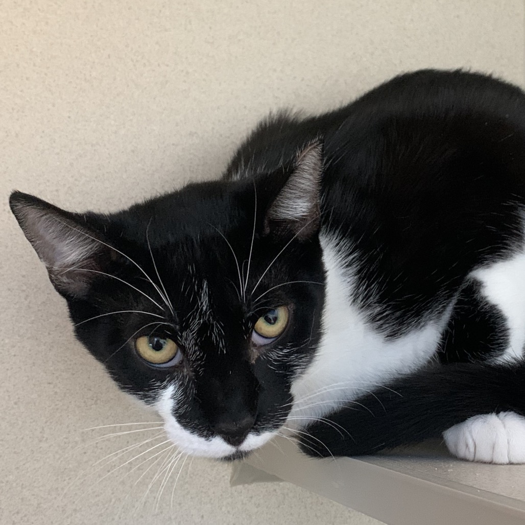 Alex - Domestic Shorthair