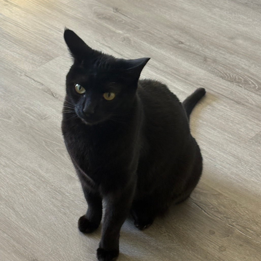 Shylee: Female 41 Domestic Shorthair
