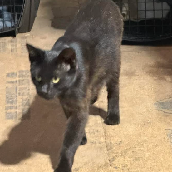 Lotty, available for adoption