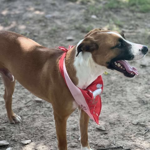 Photo of Tucker (Carlton)
