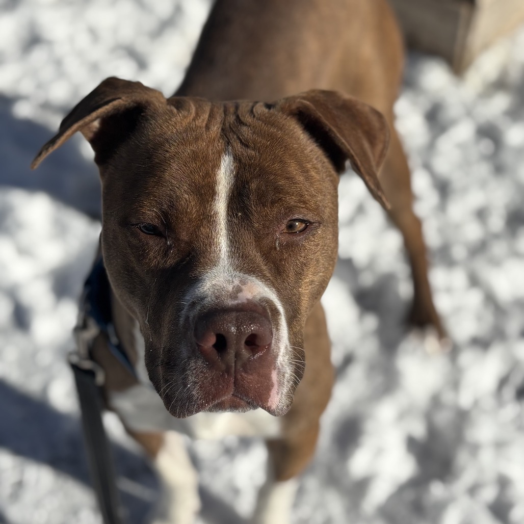 Azalea — thumbnail 2