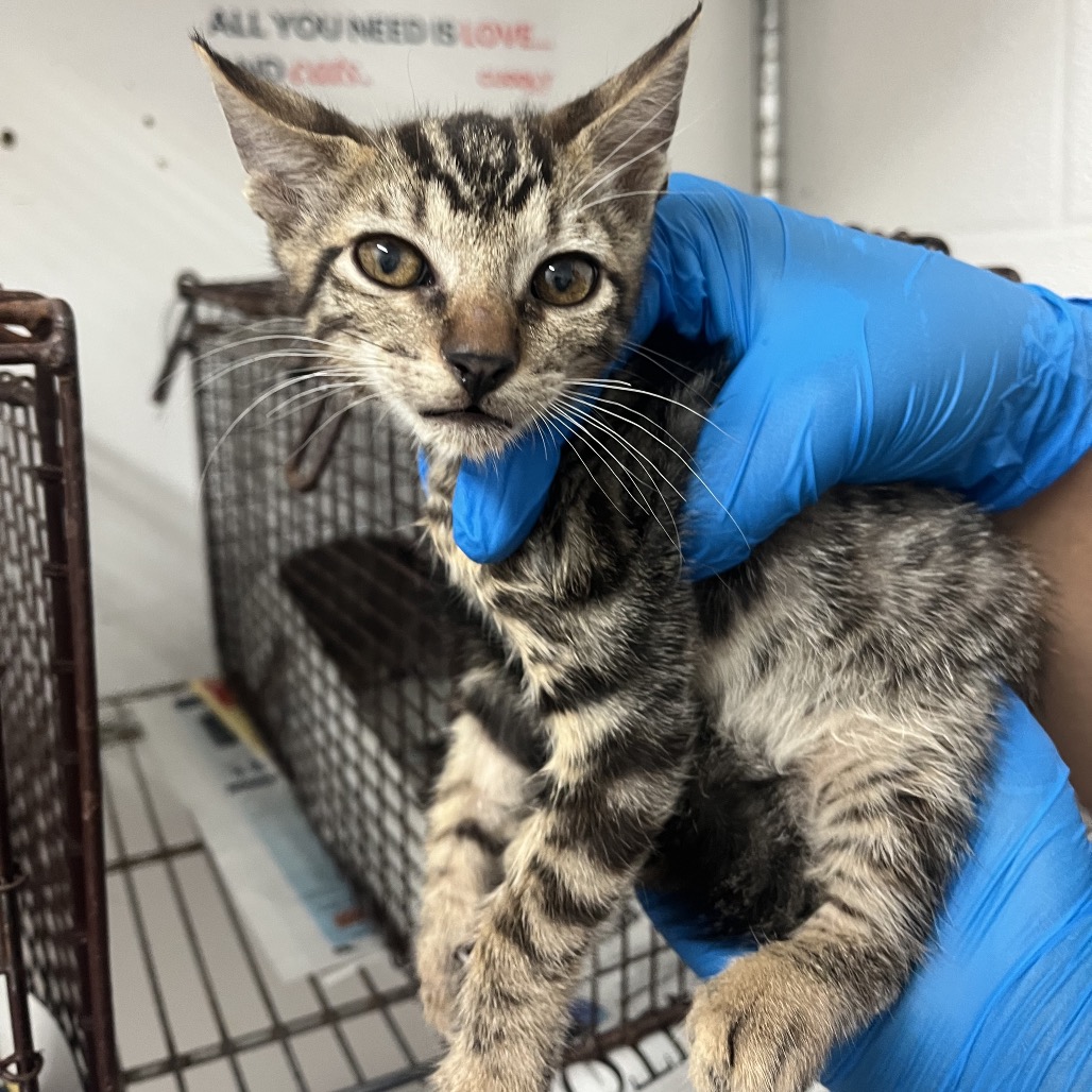 TUBBS - Domestic Shorthair available for adoption