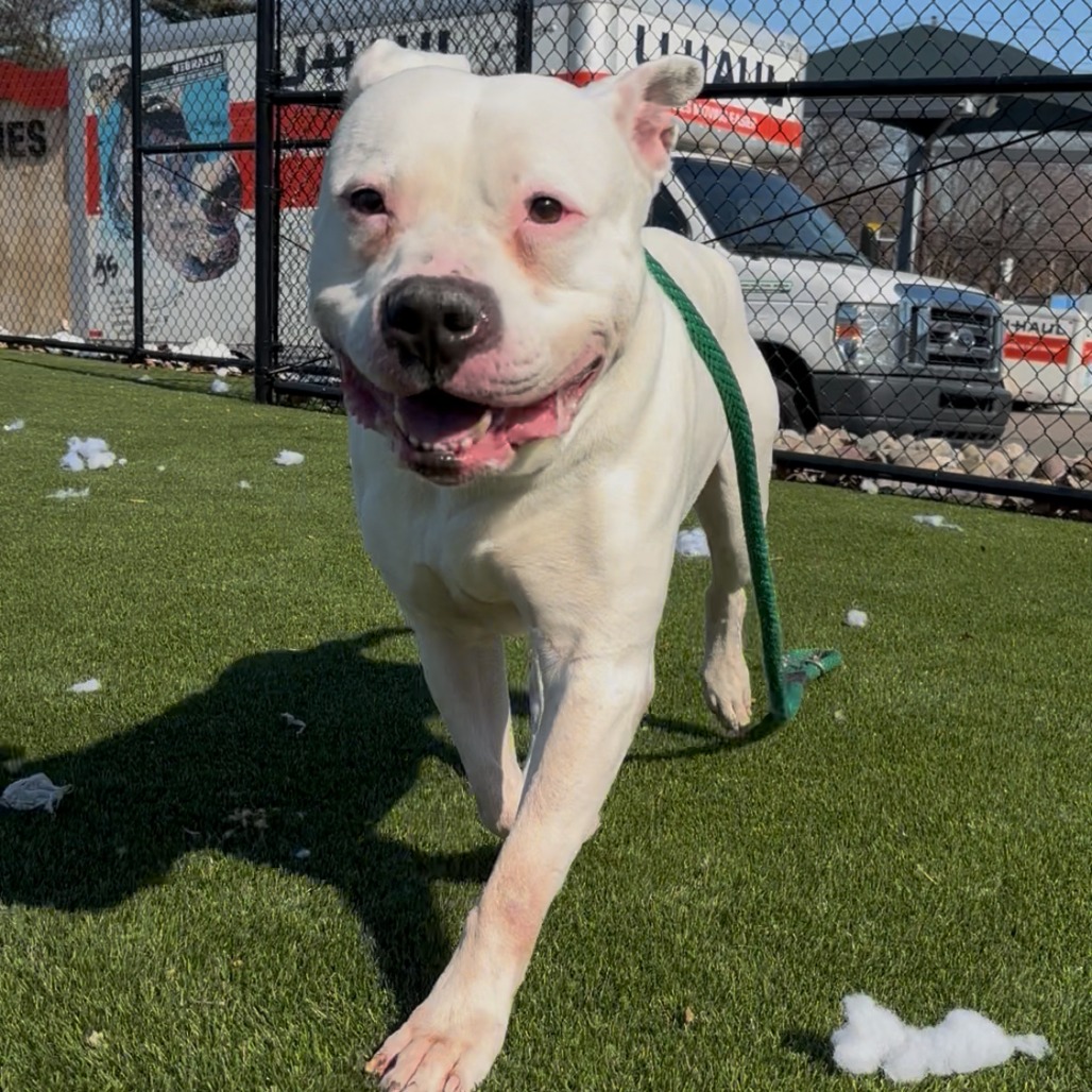 Chance — thumbnail 2