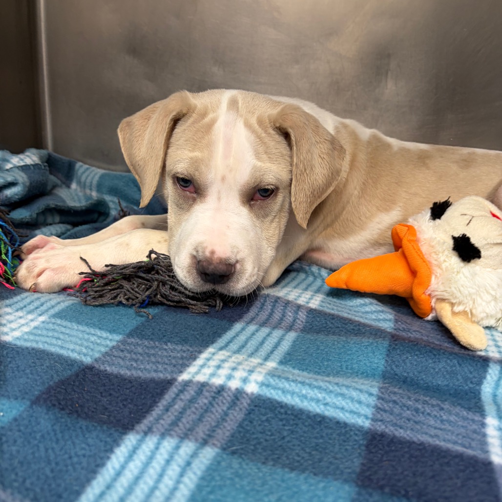 Photo of Eclair, a dog adopted from Gulf Coast Humane Society