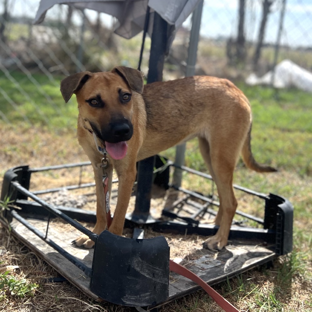 HEAVEN - Shepherd available for adoption