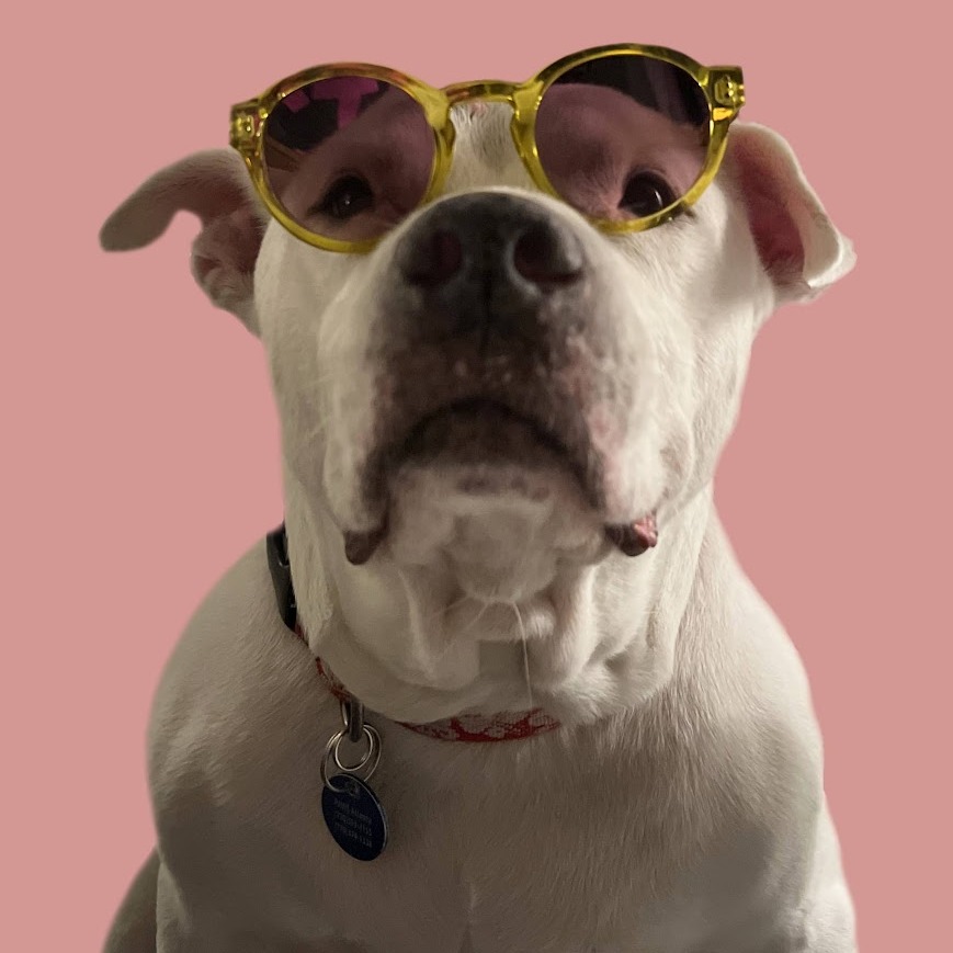 Big Papa (I Have a Secret Crush!), adoptable senior dog