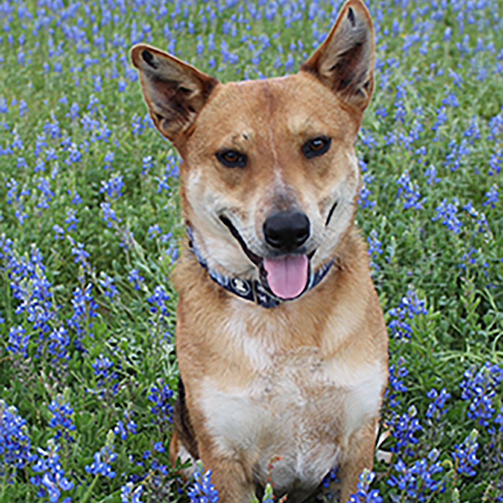 Reagan, photo 15