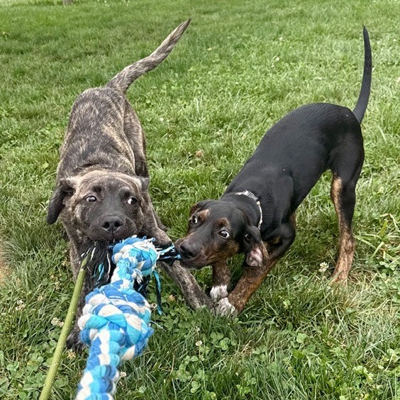 GOAT - Terrier, Pit Bull / Mix available for adoption