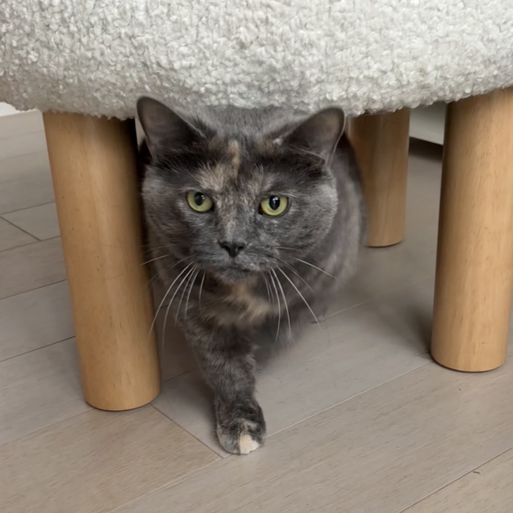 Dolly Purrton, photo 13