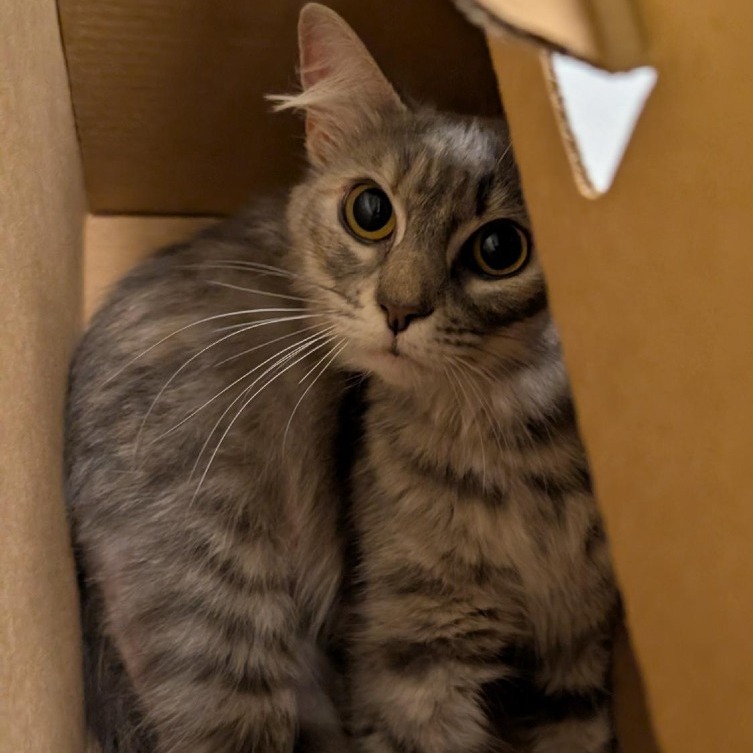 ESTELLA - Domestic Medium Hair available for adoption