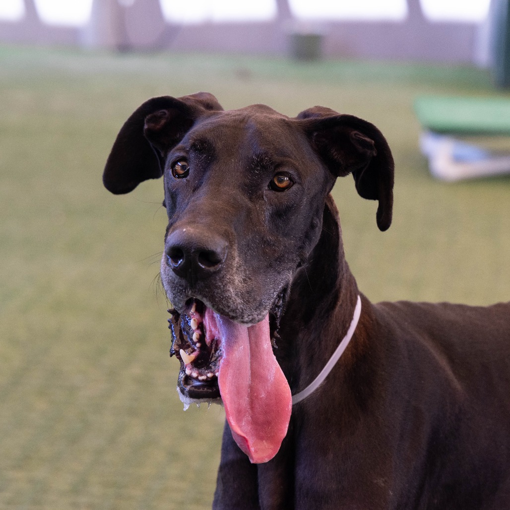 Great Dane