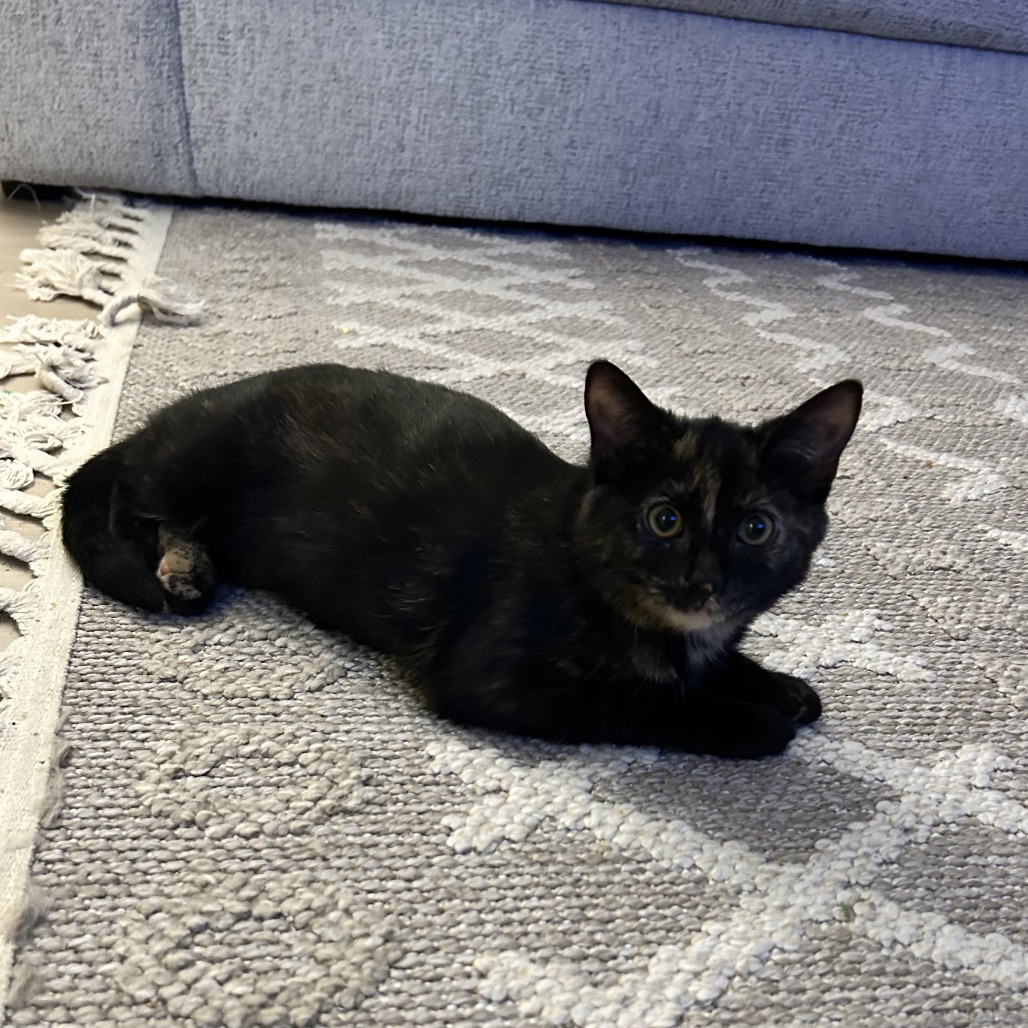 OLIVE OIL - Domestic Shorthair available for adoption