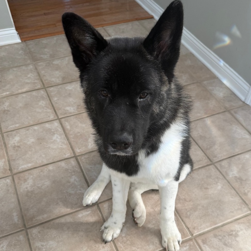 Oreo