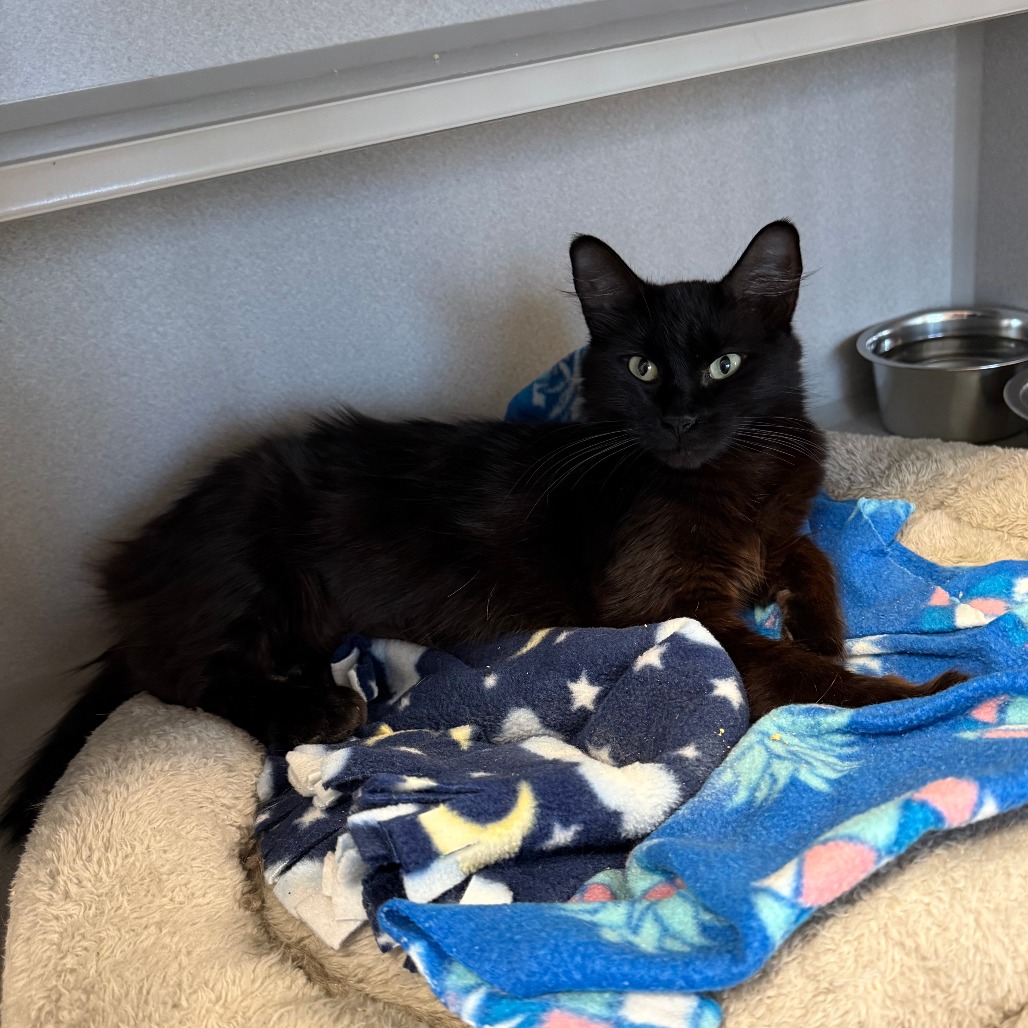 MORGANA - Domestic Medium Hair available for adoption