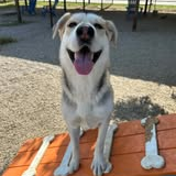 Photo of Amber