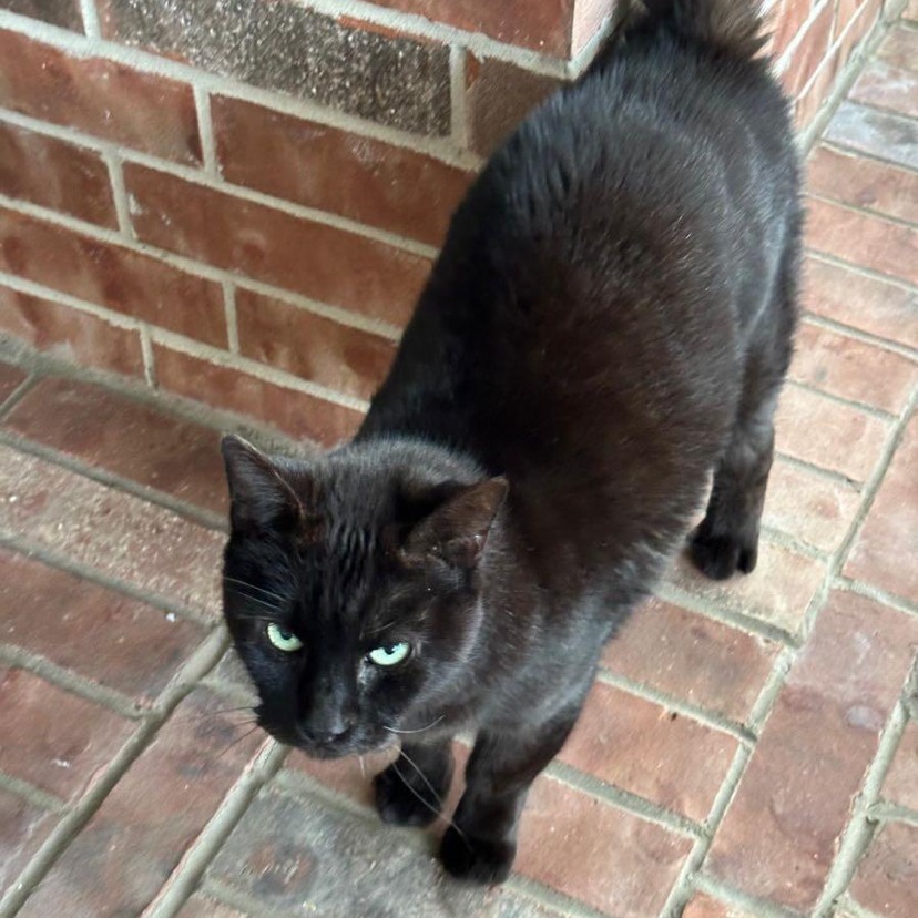 MORGAN - Domestic Shorthair available for adoption