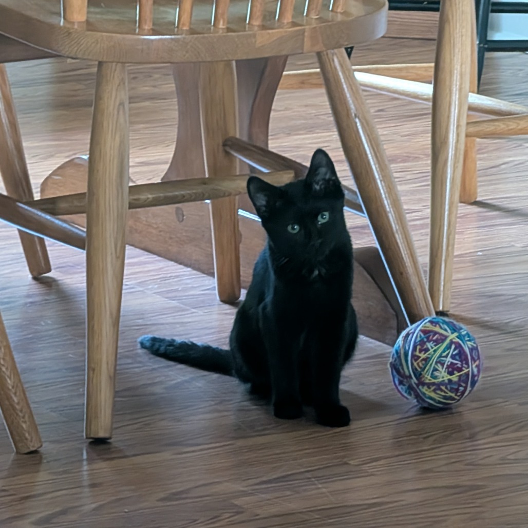 Mieze