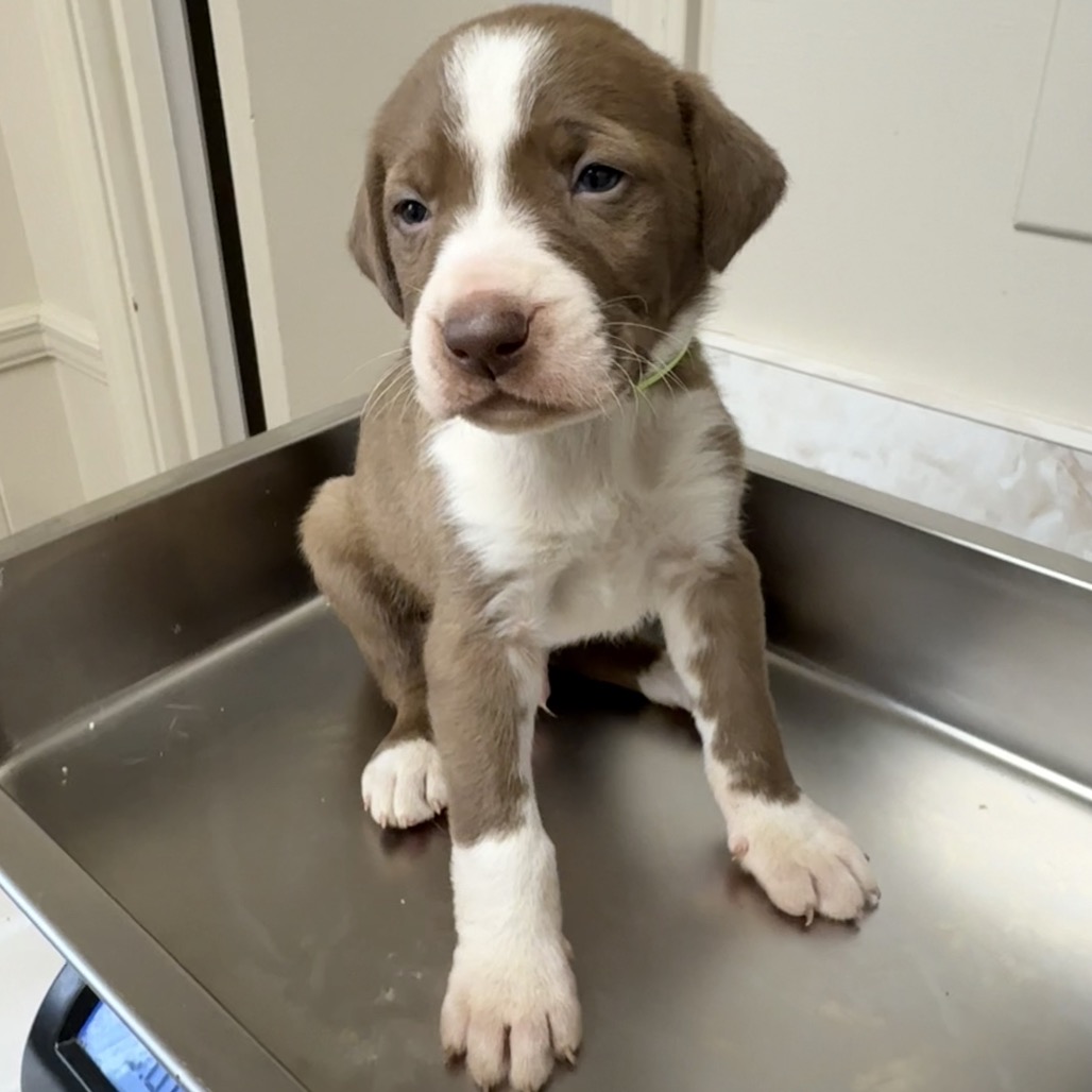 Tusc Stray 83491 2 3 4 5 6 7 8