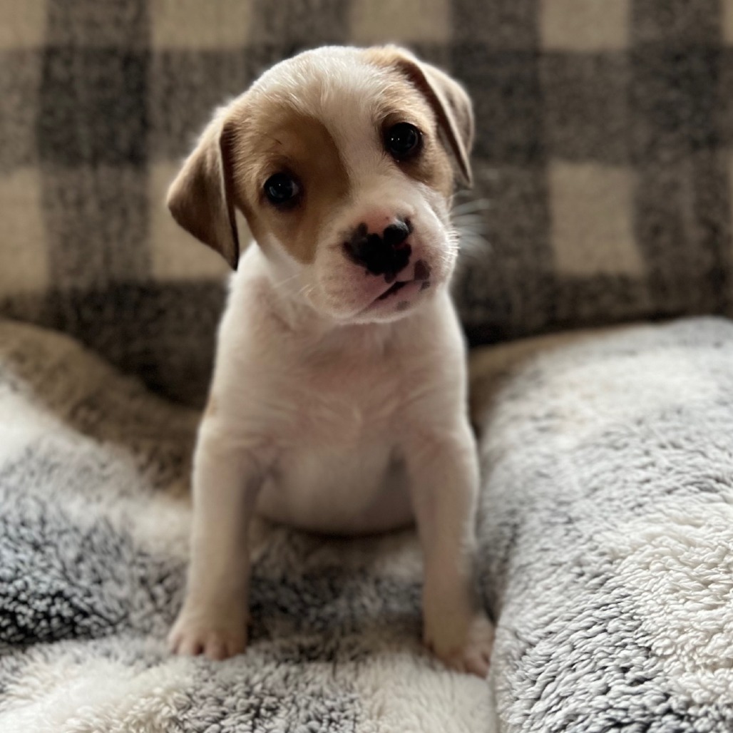 Misty's Pup- Bruiser — thumbnail 4