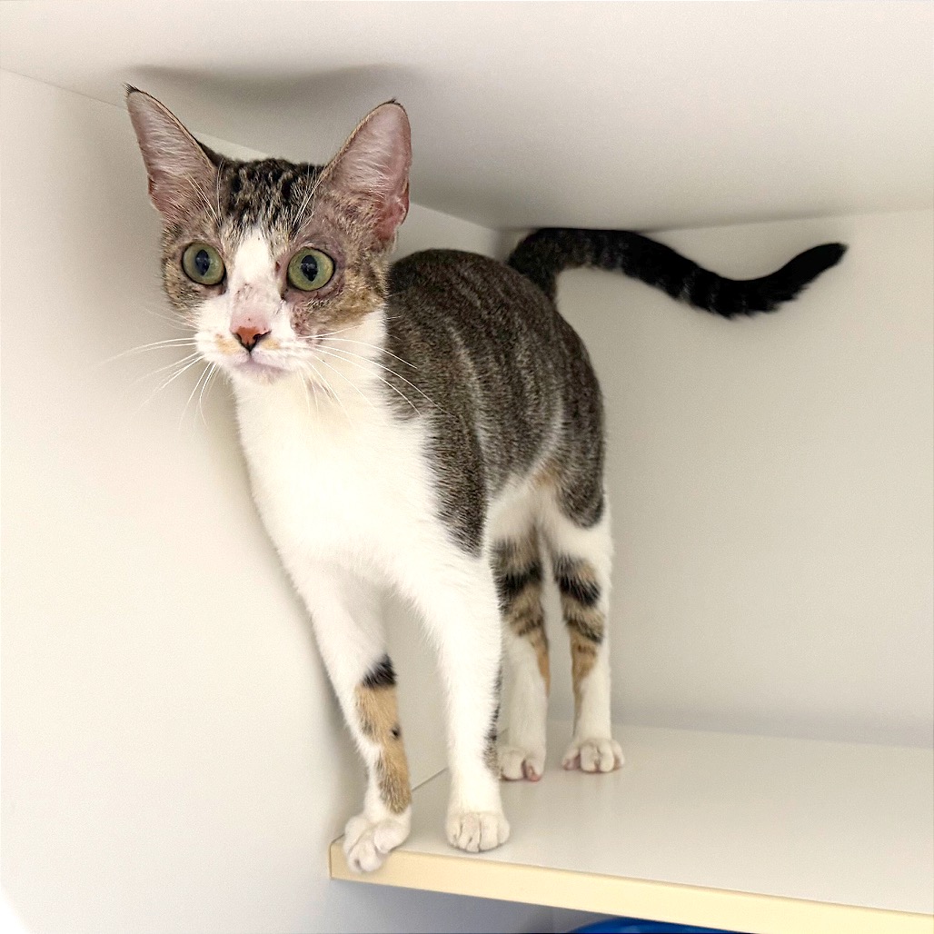 TEQUILA - Domestic Shorthair / Domestic Shorthair for adoption in League City