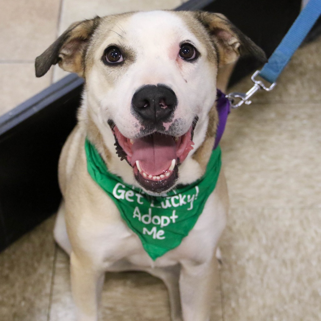 GHOST - Bulldog / Mix available for adoption