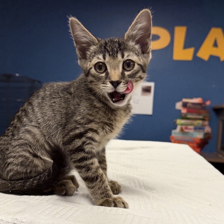 Emmett: Male 3 Domestic Shorthair