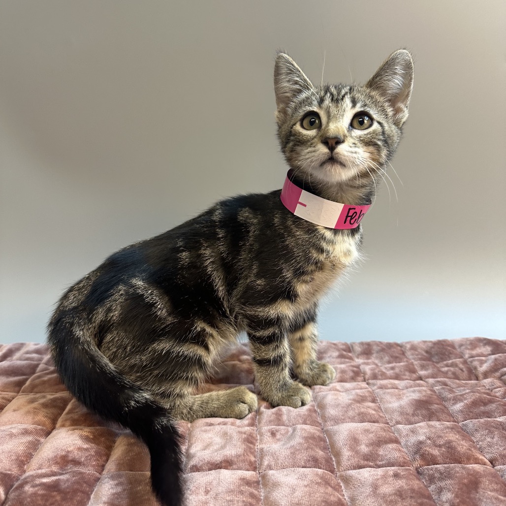 FEBRUARY - Domestic Shorthair available for adoption