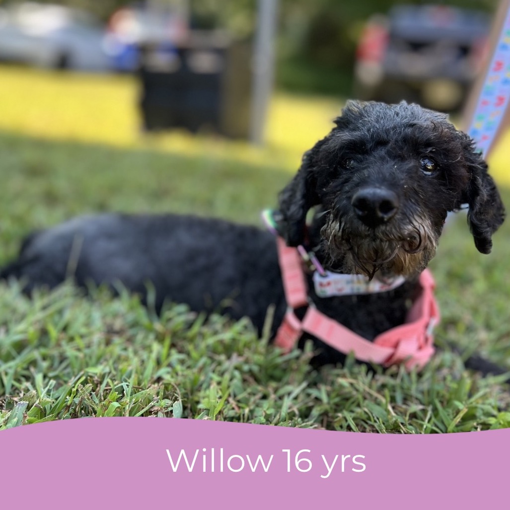 Willow (Whoopie), photo 20