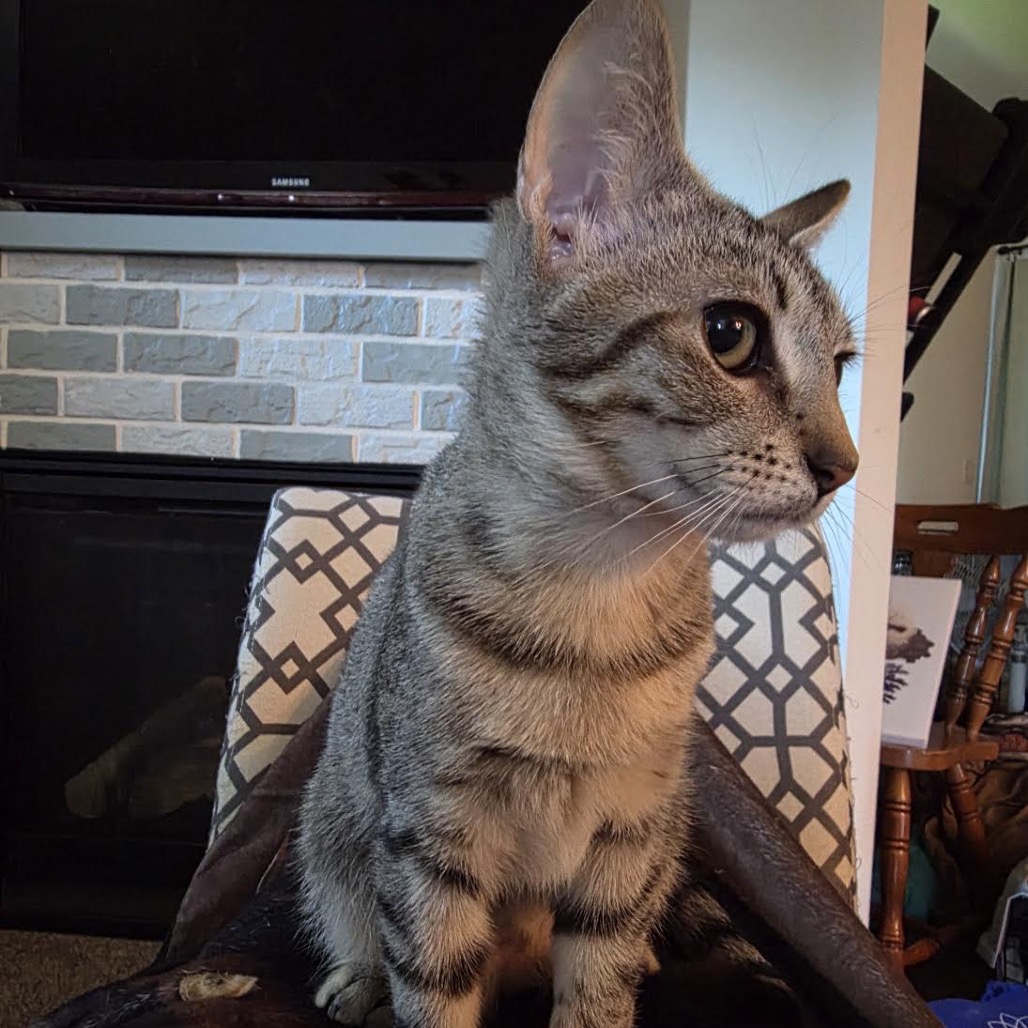 ANGELICA (BONDED WITH TOMMY) - Domestic Shorthair for adoption in Madison