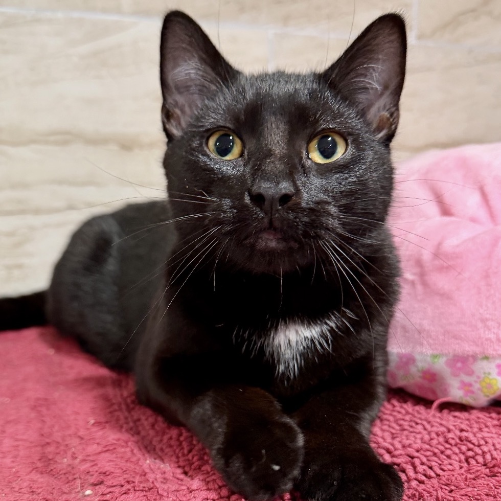 DANTE - Domestic Shorthair available for adoption