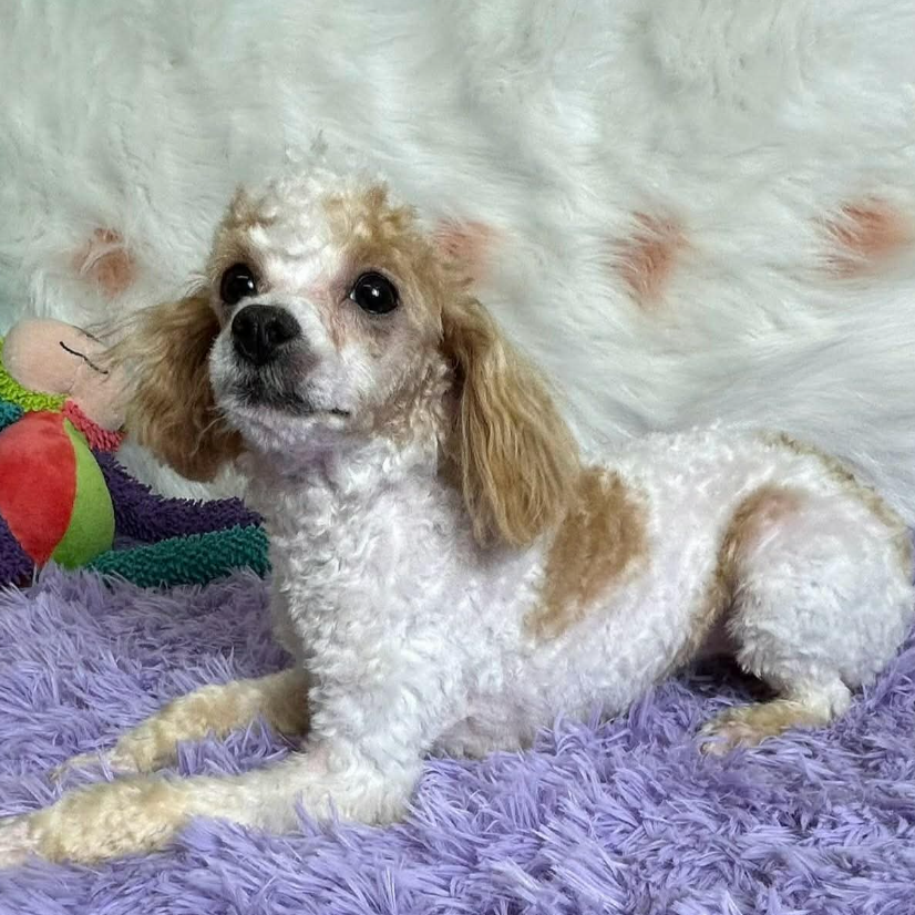 Lulu