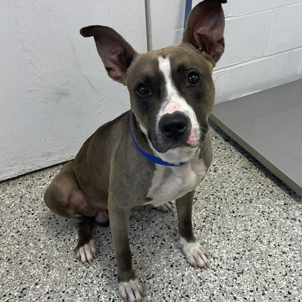 ORION PAX - Terrier, American Staffordshire / Mix available for adoption
