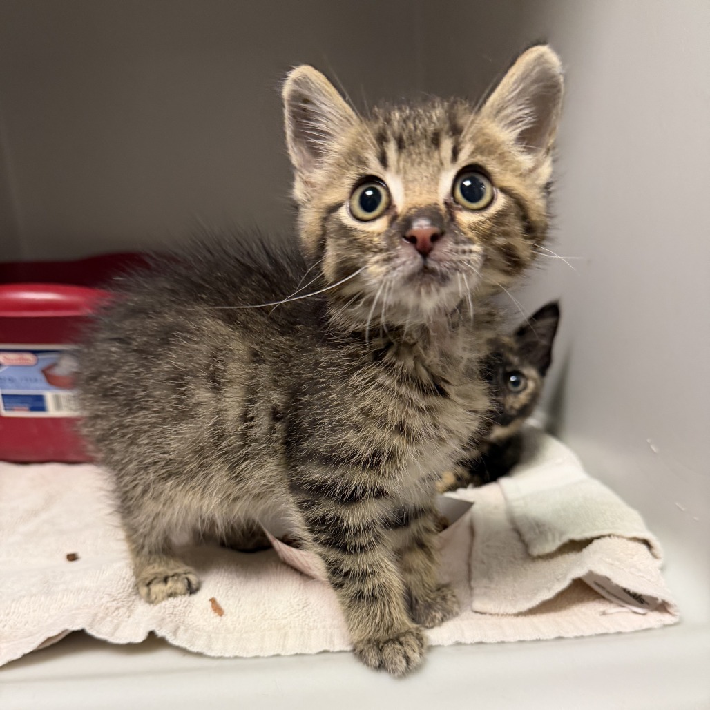 Bug, available for adoption