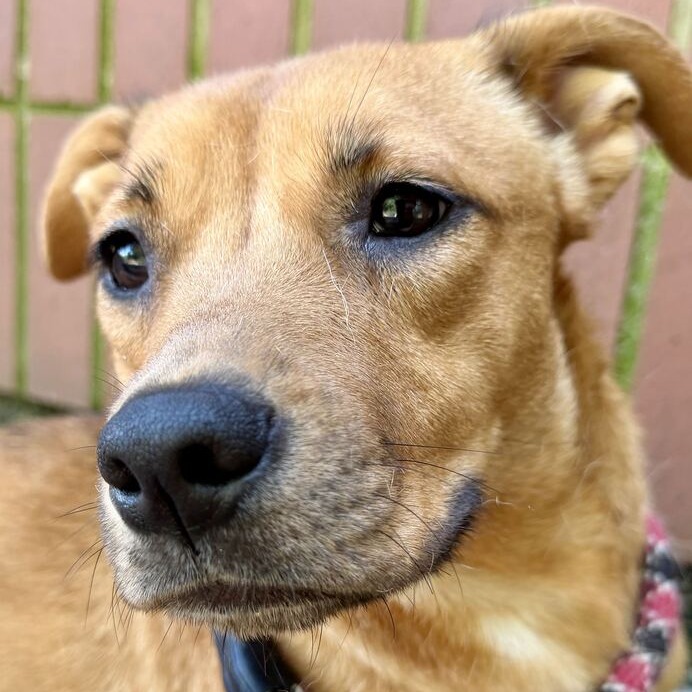 MEGARA - Mixed Breed (Medium) / Mixed Breed (Medium) for adoption in Dayton