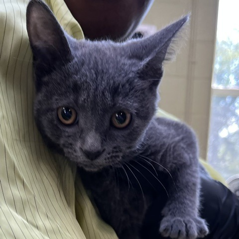 PUMPKIN PUREE (BLACK) - Domestic Shorthair available for adoption