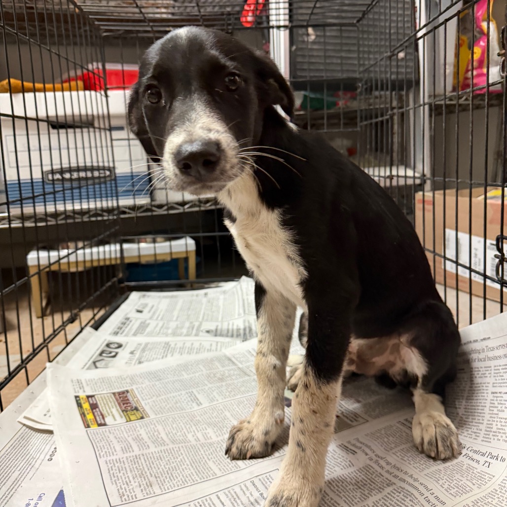 BUCKY - Retriever / Mix available for adoption
