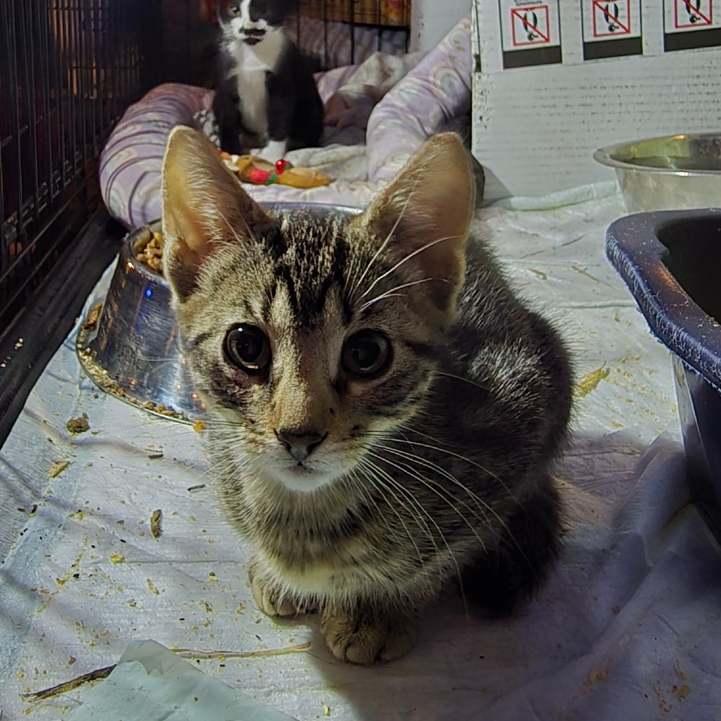 AMBERLIE AKA GENOLA BABY 2 - Domestic Shorthair available for adoption