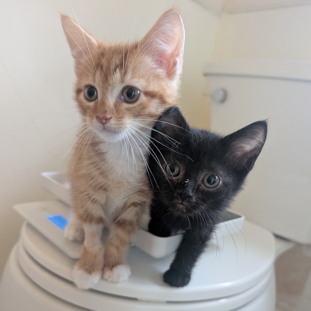 FLOP - Domestic Shorthair available for adoption