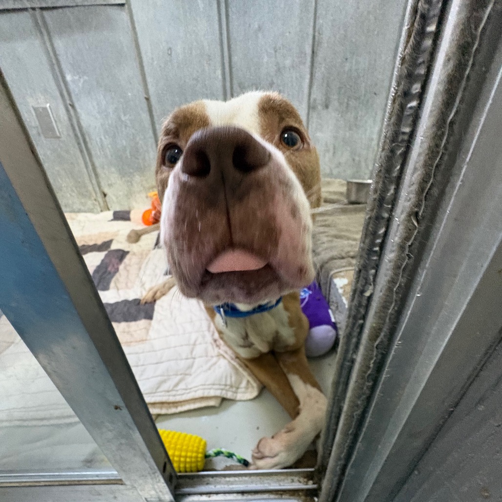 Balboa — thumbnail 10