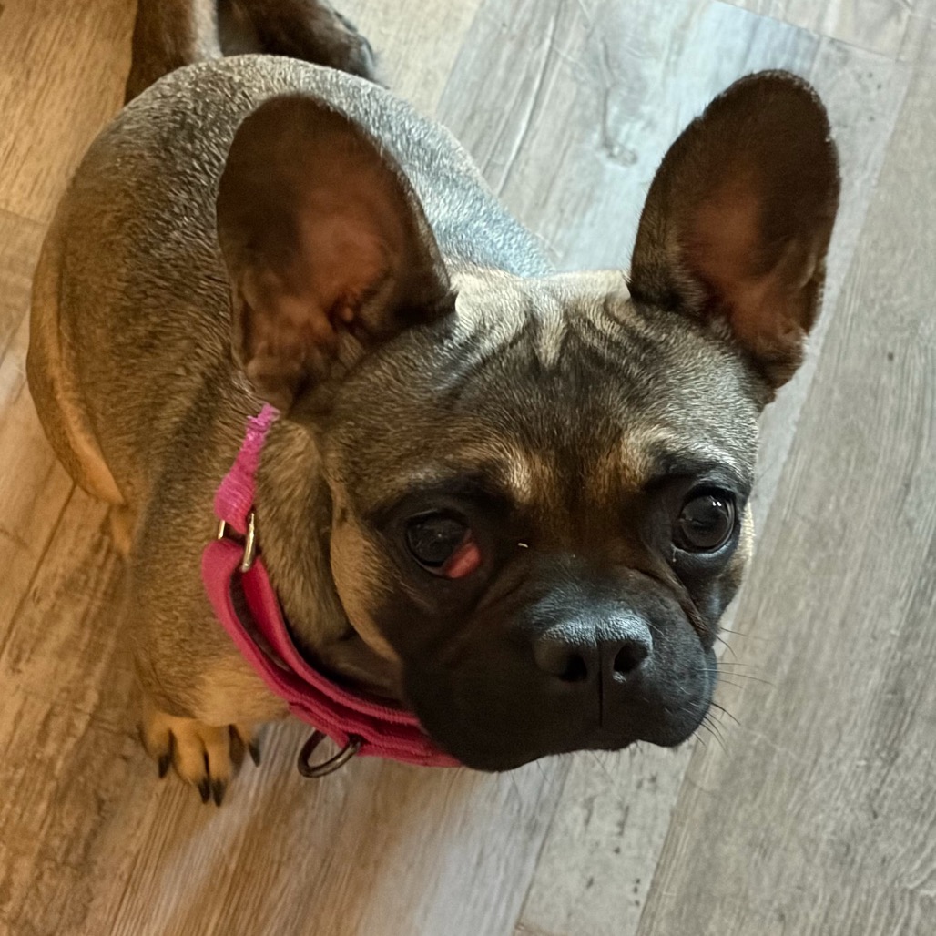SHELBY - Bulldog, French / Pug available for adoption