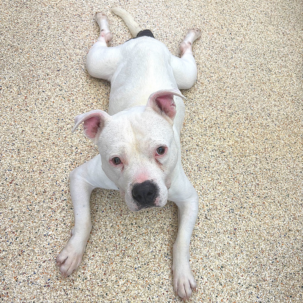 GIMLI - Terrier / American Pit Bull available for adoption