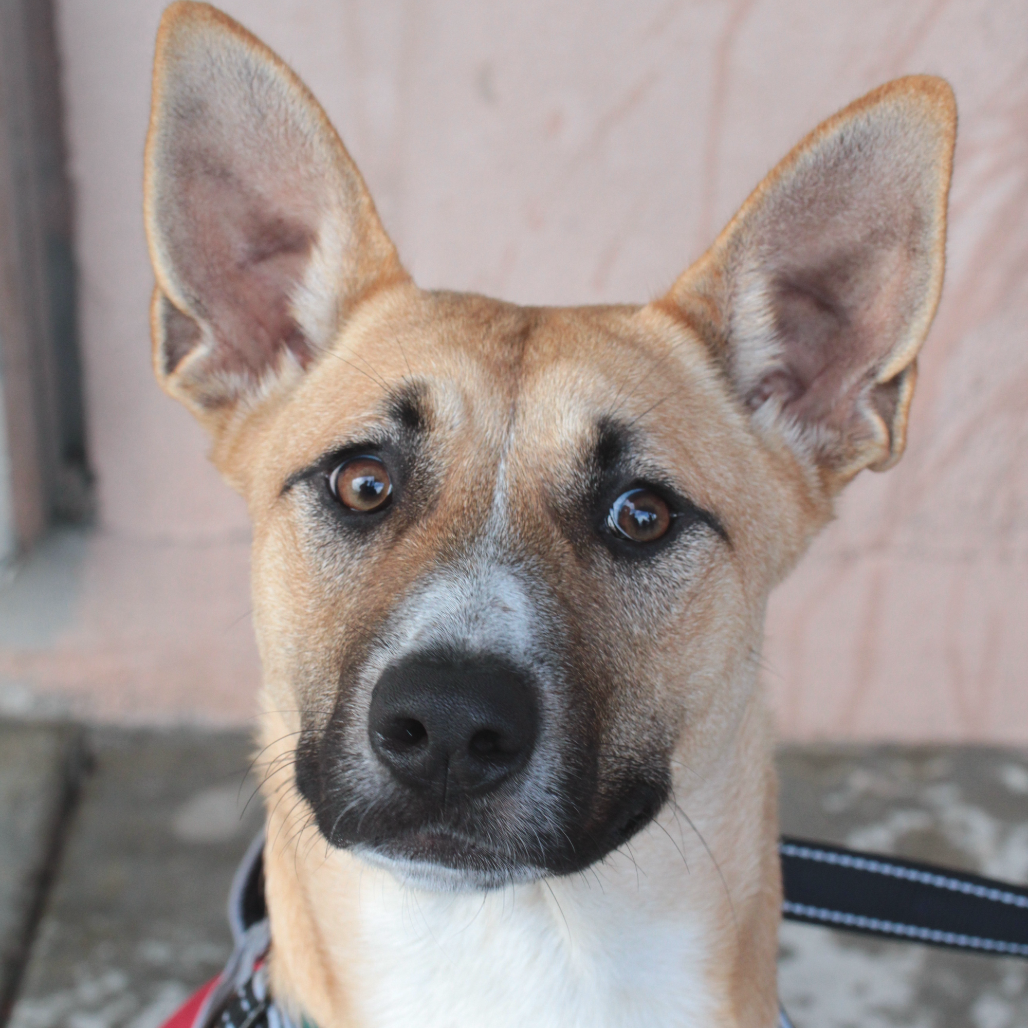 Maya — thumbnail 5