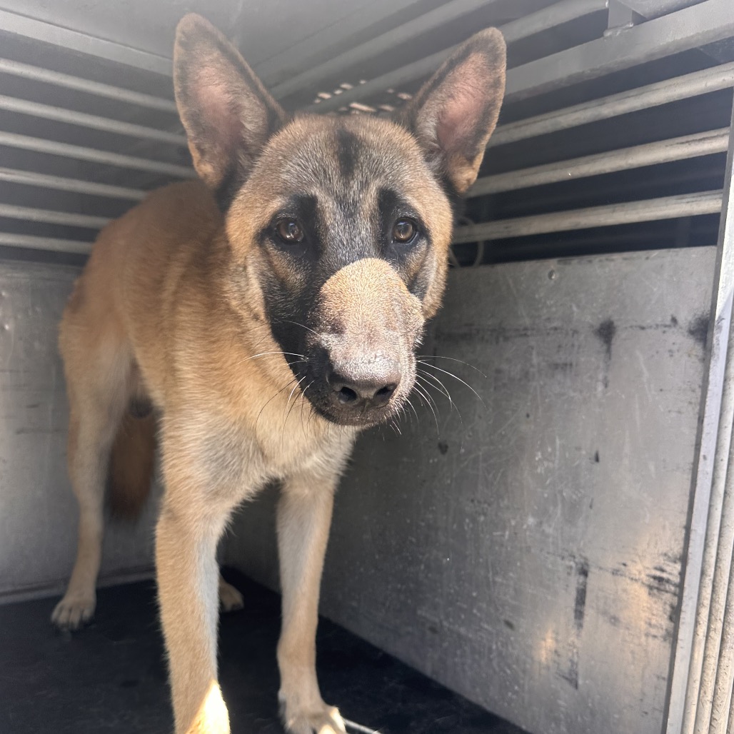 GROVER - Shepherd available for adoption