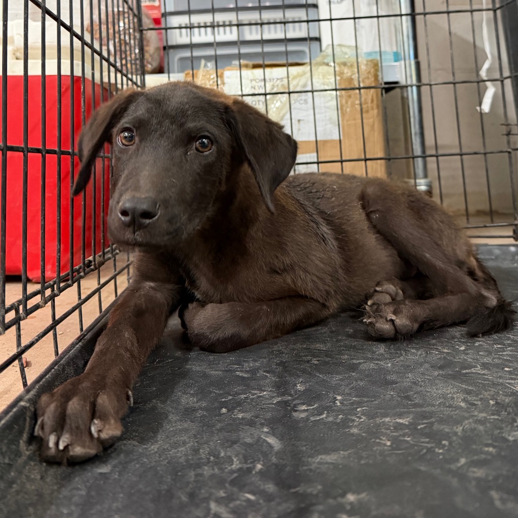 GUNTHER - Retriever / Chocolate Labrador available for adoption
