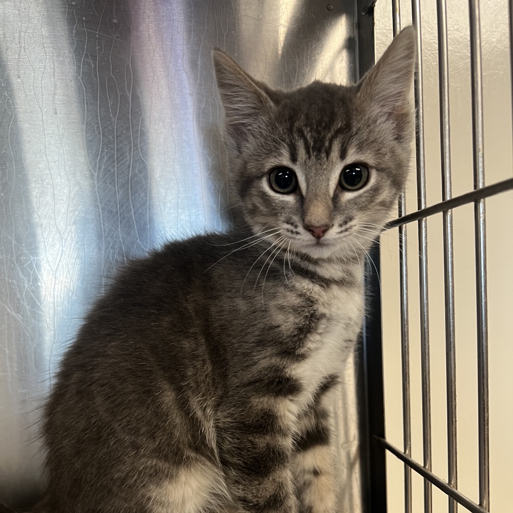 Scarlet - Domestic Shorthair