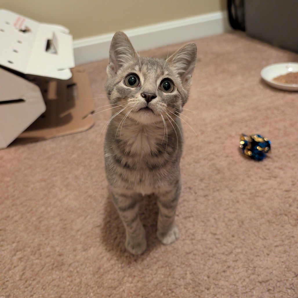 DINOSAUR NUGGET - Domestic Shorthair available for adoption