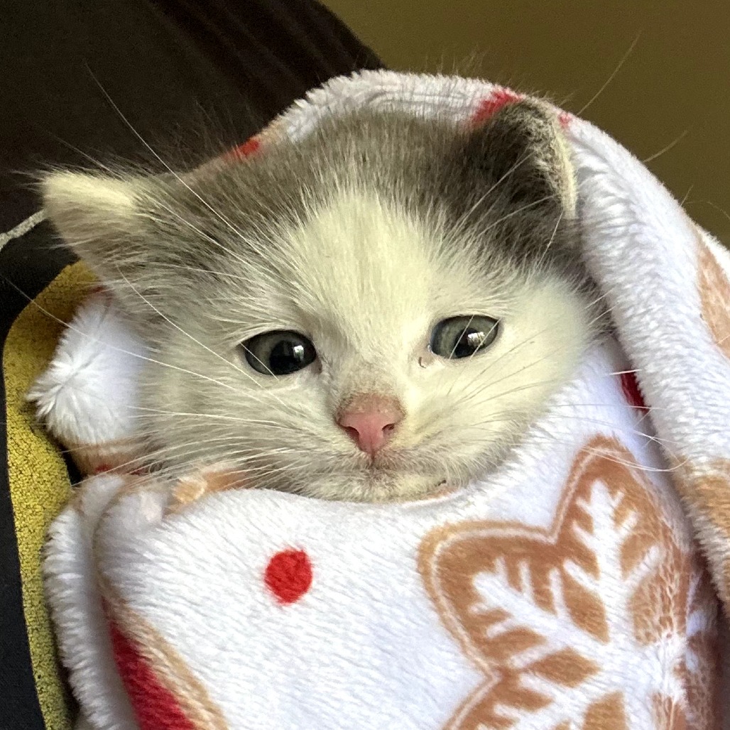 AIMSLEE - Domestic Medium Hair available for adoption