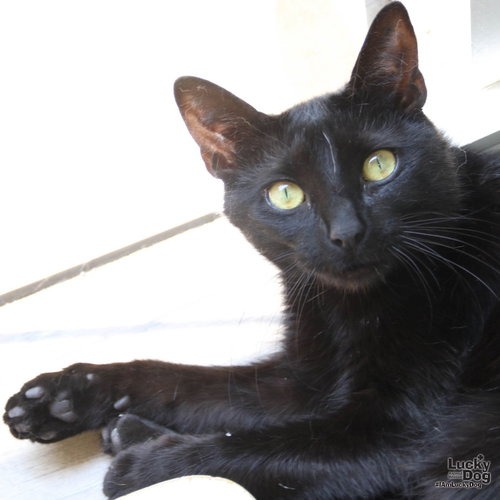 MOON - Domestic Shorthair available for adoption