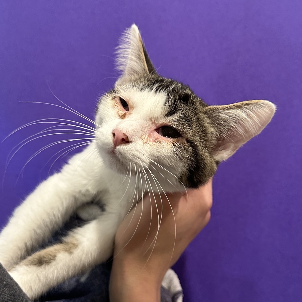PANTS - Domestic Shorthair available for adoption