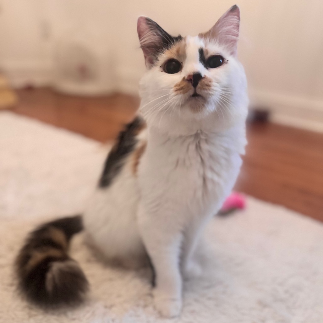 Mother Maiasaura — thumbnail 4